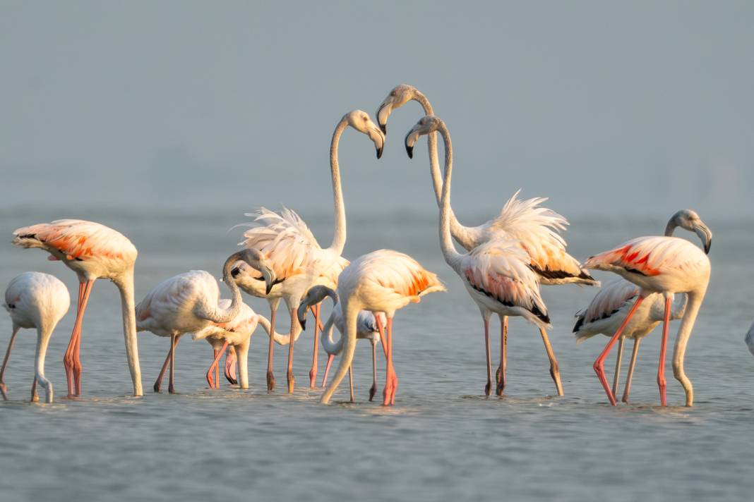 Akyatan’da Flamingo şöleni: Göç molası! - Resim: 15